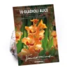 None Small Flowering Gladioli Alice -Shed And Soil Sales 12882841 1325020400554155