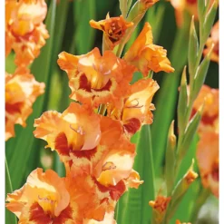 None Small Flowering Gladioli Alice -Shed And Soil Sales 12882841 1975020400612418