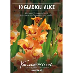 None Small Flowering Gladioli Alice -Shed And Soil Sales 12882841 5945020400583789