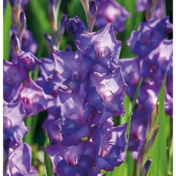 None Large Flowering Gladioli Purple Flora -Shed And Soil Sales 12882843 1475020402856847