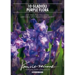 None Large Flowering Gladioli Purple Flora -Shed And Soil Sales 12882843 9375020402828785