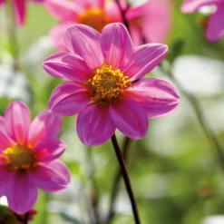 None Dahlia Single Topmix Pink -Shed And Soil Sales 12882844 7355020400640558
