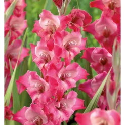 None Large Flowering Gladioli Fado Flower Bulbs -Shed And Soil Sales 12882845 1415020402654074