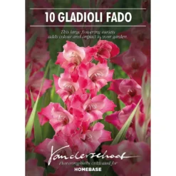 None Large Flowering Gladioli Fado Flower Bulbs -Shed And Soil Sales 12882845 1505020402625793