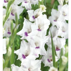 None Large Flowering Gladioli Home Coming 7 None Large Flowering Gladioli Home Coming -Shed And Soil Sales 12882847 1765020584779856