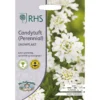 RHS Candytuft Snowflake -Shed And Soil Sales 12884763 7204843467676533
