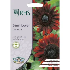 RHS Sunflower Claret F1