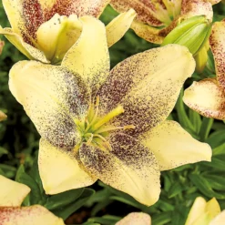 Asiatic Lily Easy Spot -Shed And Soil Sales 12889022 1035020401953811