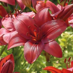 Lily Red Highland -Shed And Soil Sales 12889024 2525020401999087