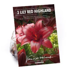 Lily Red Highland