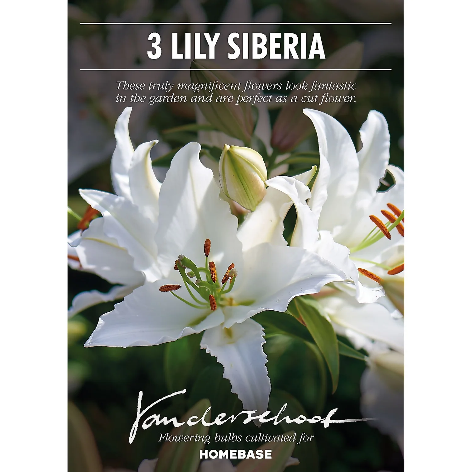 Oriental Lily Siberia 4 Oriental Lily Siberia - Image 2