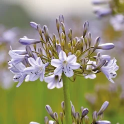 Agapanthus Silver Arrow -Shed And Soil Sales 12889202 1585020401783252