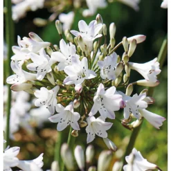 None Agapanthus Polar Ice Bulb -Shed And Soil Sales 12889203 1005020401801603