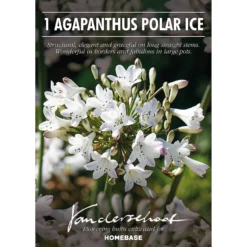 None Agapanthus Polar Ice Bulb -Shed And Soil Sales 12889203 2045020401754629