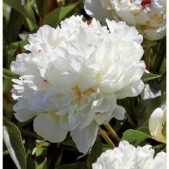 Peony Lactiflora Shirley Temple -Shed And Soil Sales 12889204 1195020401800640
