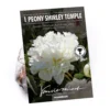 Peony Lactiflora Shirley Temple -Shed And Soil Sales 12889204 1565020401709137