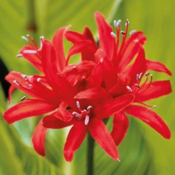 Nerine Sarniensis Red -Shed And Soil Sales 12889206 1085020401788394