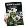 Anemone Bicolor -Shed And Soil Sales 12889208 7575020401871677