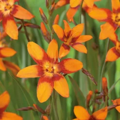 Crocosmia Emily McKenzie 7 Crocosmia Emily McKenzie -Shed And Soil Sales 12889209 2135020402005459