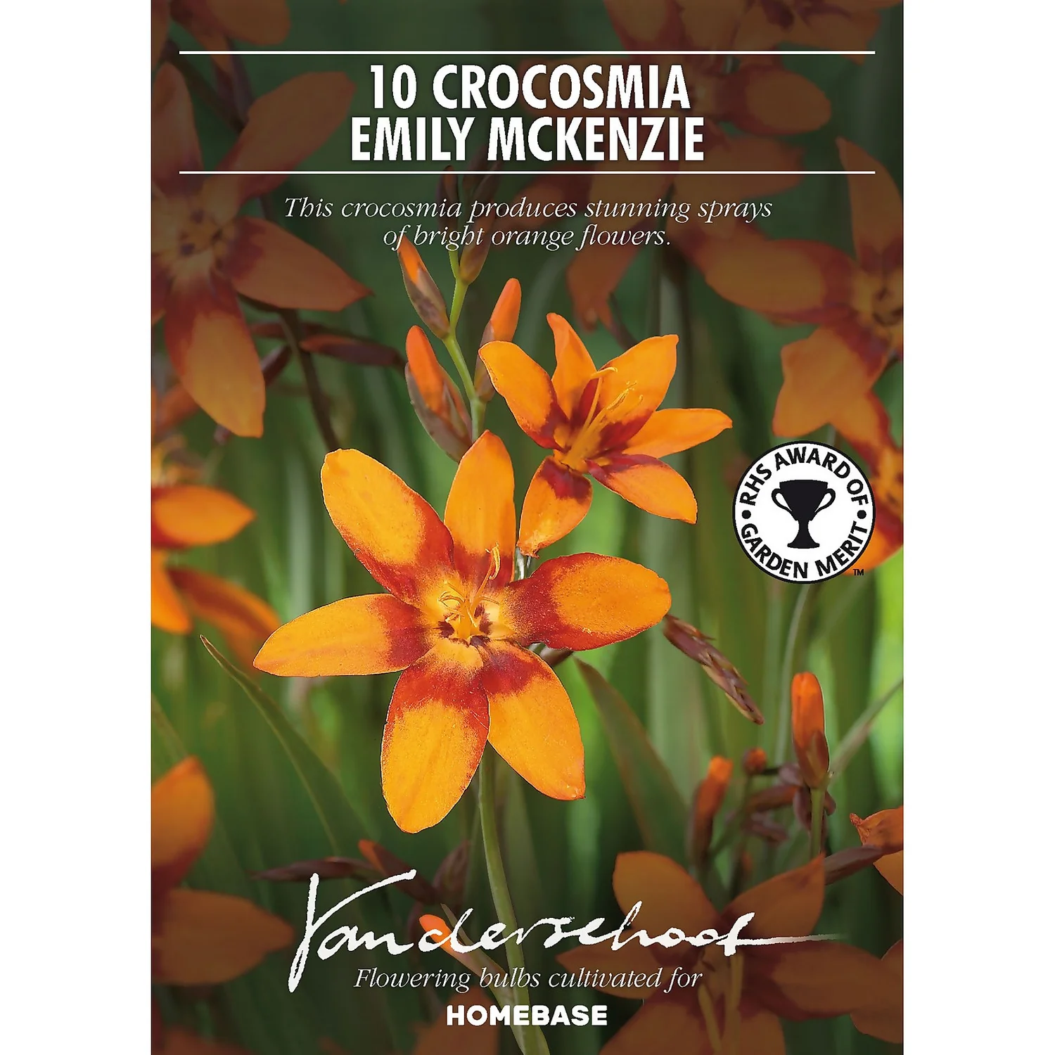 Crocosmia Emily McKenzie 4 Crocosmia Emily McKenzie - Image 2