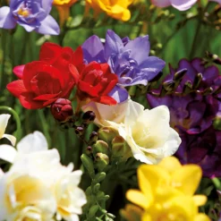 None Freesia Double Mixed -Shed And Soil Sales 12889215 1615022410661321