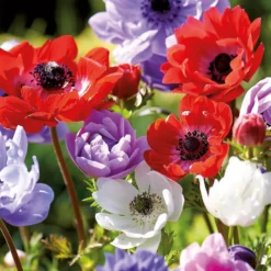 None Anemones Coronaria Brigid -Shed And Soil Sales 12889217 5725022410654466