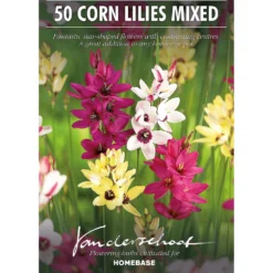 None Ixia Mixed -Shed And Soil Sales 12889218 2025022410816931