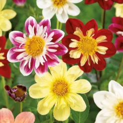 None Dahlias Unwinn Collorette Mixed -Shed And Soil Sales 12889219 1955020401953139