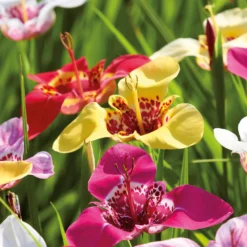 None Tigridias Pavonia Mixed -Shed And Soil Sales 12889221 1625022410872926