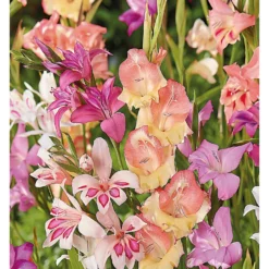 None Gladioli Nanus Mixed -Shed And Soil Sales 12889222 1625022410684526