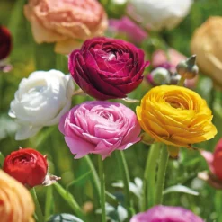 None Ranunculus Mixed -Shed And Soil Sales 12889396 1245022410868807