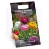 None Ranunculus Mixed -Shed And Soil Sales 12889396 1325022410773539