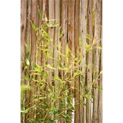 Bamboo Gold Phyllostachys Aureosulcata Aurea 10L -Shed And Soil Sales 12892481 2104843901541270