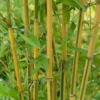Bamboo Gold Phyllostachys Aureosulcata Aurea 10L -Shed And Soil Sales 12892481 8214857415247232