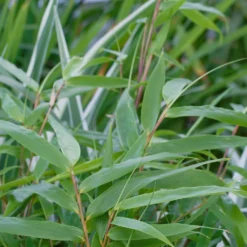 Bamboo Fargesia Rufa 23cm -Shed And Soil Sales 12940265 1614865626065225