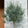 Olive Tree 18cm Mini Standard 1 Olive Tree 18cm Mini Standard -Shed And Soil Sales 12940460 3464854971626941