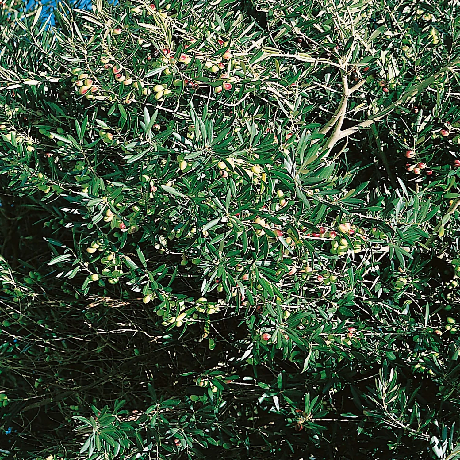 Olive Tree 20cm Small Standard 3 Olive Tree 20cm Small Standard