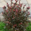 Photinia X Fraseri Red Robin 18L Half Standard -Shed And Soil Sales 13027032 2955047258809561