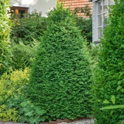 Buxus (Box) 21cm Pyramid 40-50cm -Shed And Soil Sales 13027054 1135047259073822