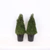 Buxus (Box) 21cm Pyramid 40-50cm 2 Buxus (Box) 21cm Pyramid 40-50cm -Shed And Soil Sales 13027054 1895047259028534