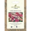 Country Living Achillea Summer Berries Seeds