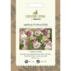 Country Living Aquilegia Petticoat Pink Seeds -Shed And Soil Sales 13118193 2624888657970847