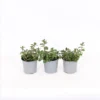 Herb 14cm Mint Garden -Shed And Soil Sales 13126551 5075047258978119