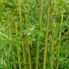 Bamboo Yellow Phyllostachys Aureosulcata Spectabilis 10L -Shed And Soil Sales 13133355 1434931135318277