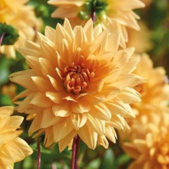 None Decorative Dahlia Noordwijks Glorie Flower Bulbs -Shed And Soil Sales 13436276 1615022410701665