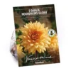 None Decorative Dahlia Noordwijks Glorie Flower Bulbs -Shed And Soil Sales 13436276 3705022410555904