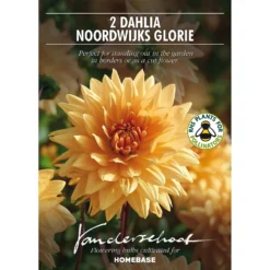 None Decorative Dahlia Noordwijks Glorie Flower Bulbs -Shed And Soil Sales 13436276 9015022410651454