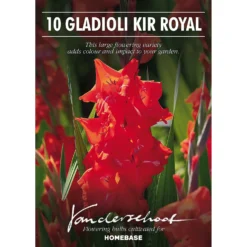 None Gladioli Kir Royal Flower Bulbs -Shed And Soil Sales 13436278 1035022421451940