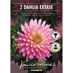 None Decorative Dahlia Extase Flower Bulbs -Shed And Soil Sales 13436283 1125022410613588