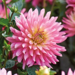 None Decorative Dahlia Extase Flower Bulbs -Shed And Soil Sales 13436283 1615022410698833